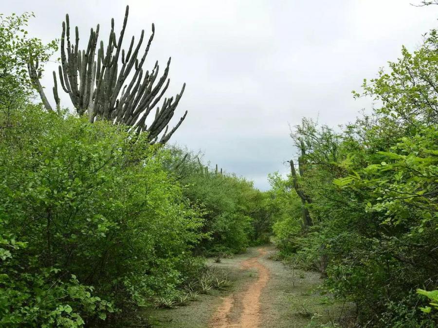 Escapada al Chaco Paraguayo
