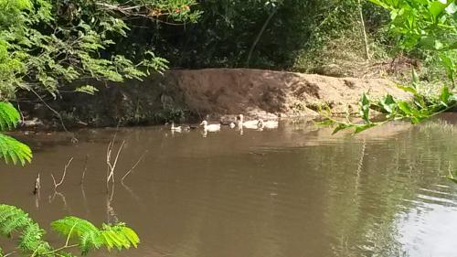 laguna con patos - Quinta Granja la Soñada