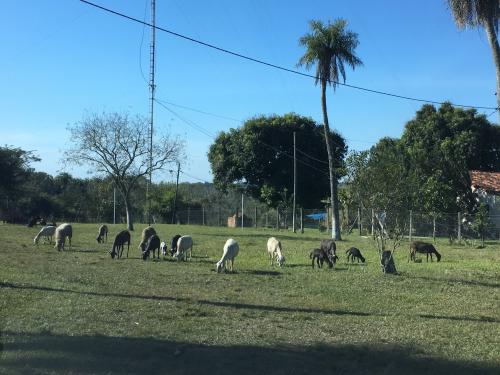 variedad animales de granja - Quinta Granja la Soñada